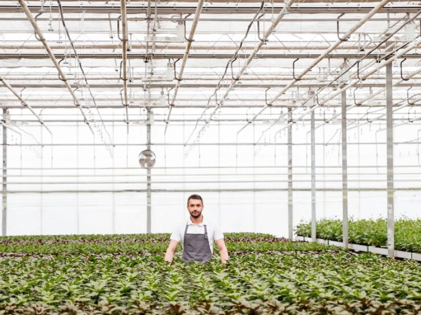 young-man-gardener-standing-greenhouse_171337-7517