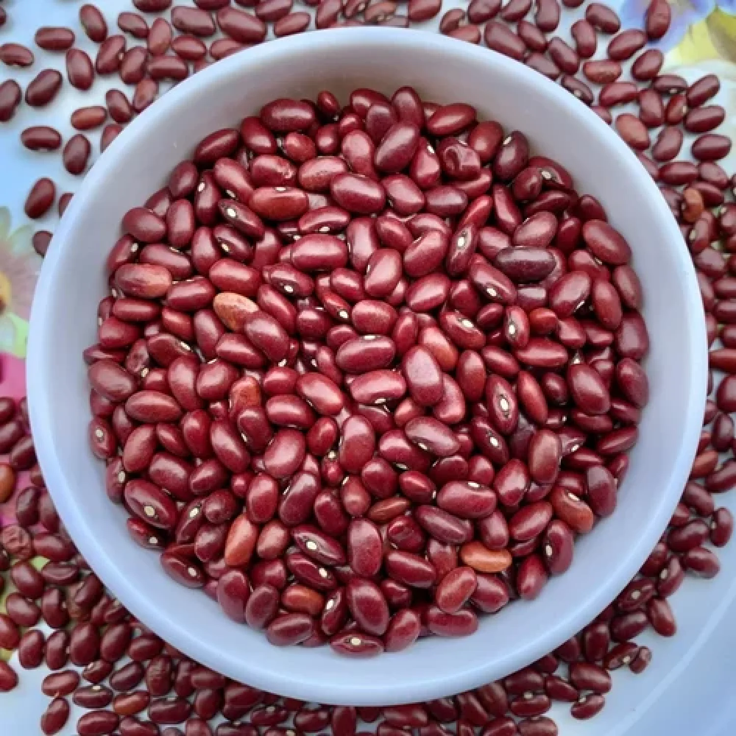 Red Kidney Beans – Indian variety